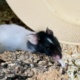 Elias Goldhamster Hamsterhilfe Südwest Pflegestelle Bruchköbel