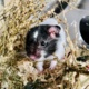 Elias Goldhamster Hamsterhilfe Südwest Pflegestelle Bruchköbel