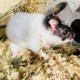 Elias Goldhamster Hamsterhilfe Südwest Pflegestelle Bruchköbel