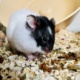 Elias Goldhamster Hamsterhilfe Südwest Pflegestelle Bruchköbel