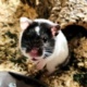 Elias Goldhamster Hamsterhilfe Südwest Pflegestelle Bruchköbel
