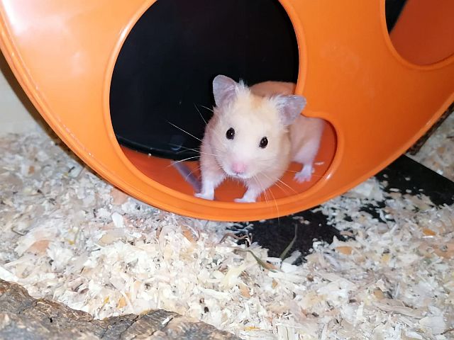 Hamsterhilfe Südwest Goldhamster im Laufrad