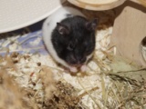 Madleen Goldhamster Hamsterhilfe Südwest Pflegestelle Bruchköbel