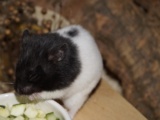Madleen Goldhamster Hamsterhilfe Südwest Pflegestelle Bruchköbel