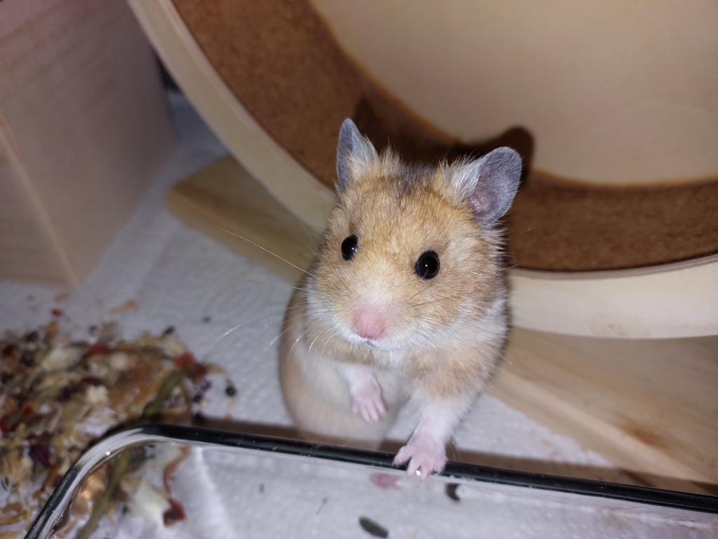 Goldhamster Hamsterhilfe Südwest