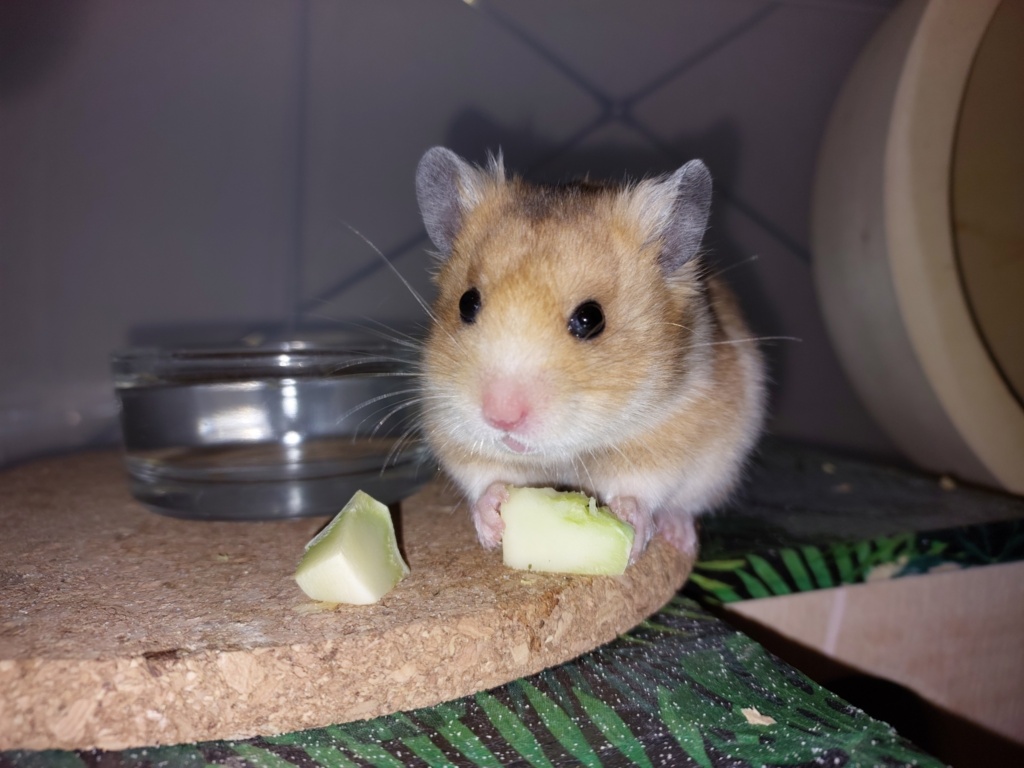 Goldhamster Hamsterhilfe Südwest