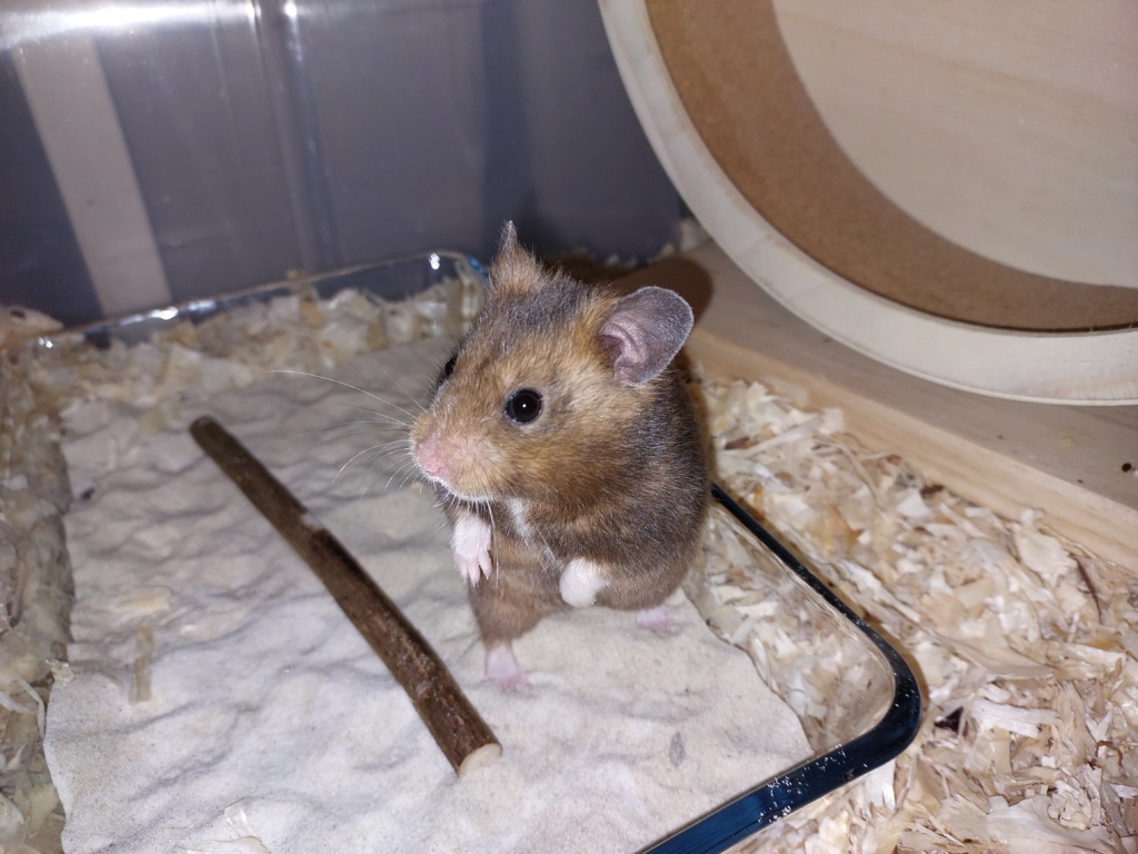 Goldhamster Hamsterhilfe Südwest