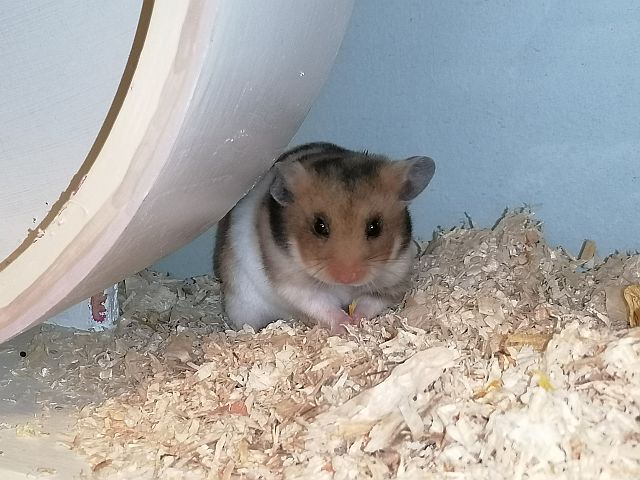 Hamsterhilfe Südwest