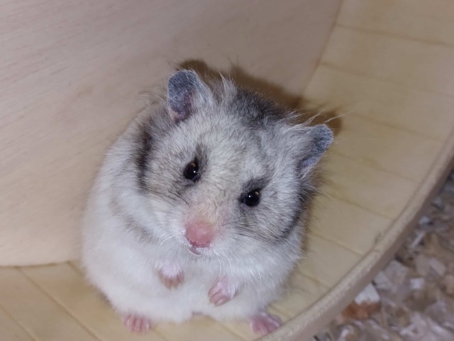 Hamsterhilfe Südwest Teddyhamster