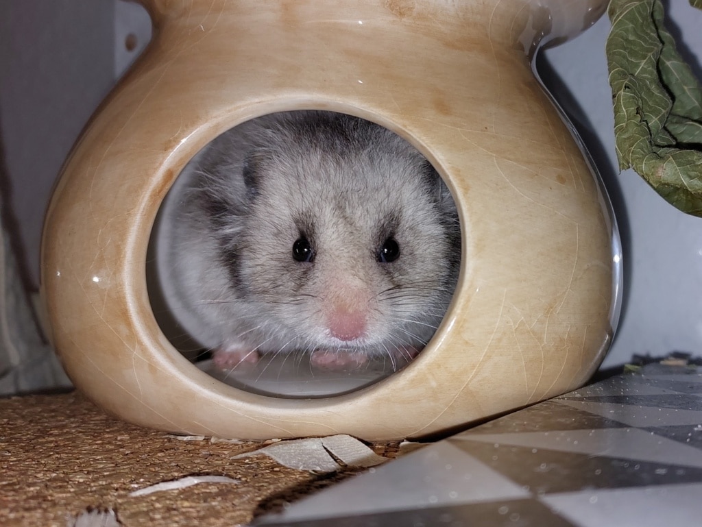 Hamsterhilfe Südwest Teddyhamster