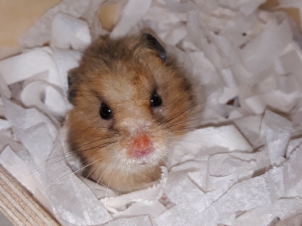 Hamsterhilfe Südwest Teddyhamster