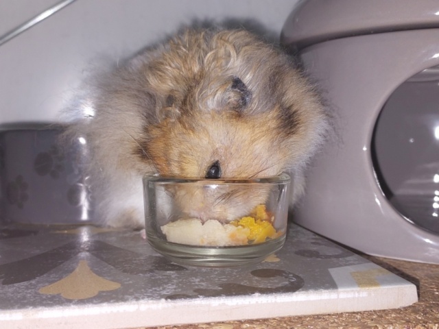 Hamsterhilfe Südwest Teddyhamster