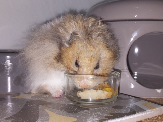 Hamsterhilfe Südwest Teddyhamster
