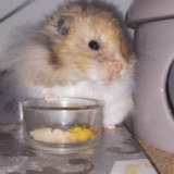 Hamsterhilfe Südwest Teddyhamster