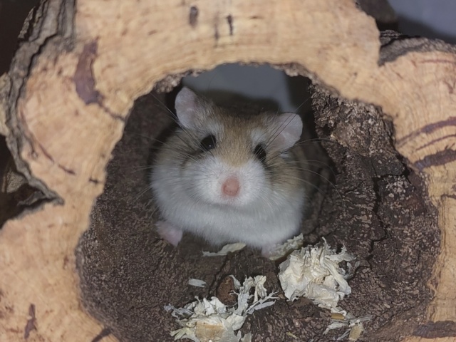 Hamsterhilfe Südwest Roborowski