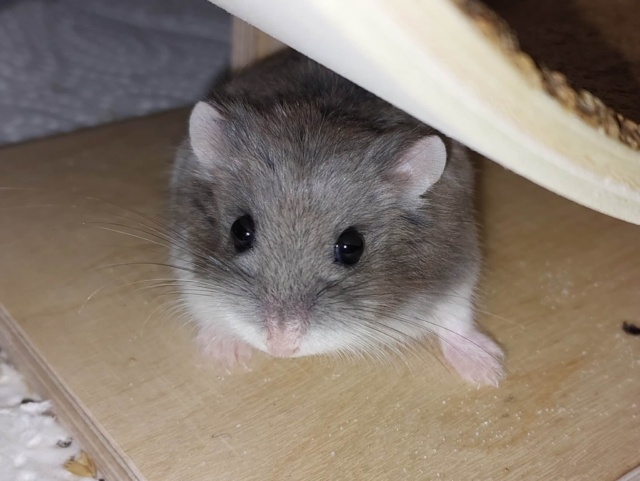 Hamsterhilfe Südwest Zwerghamster