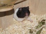 Madleen Goldhamster Hamsterhilfe Südwest Pflegestelle Bruchköbel