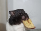 Madleen Goldhamster Hamsterhilfe Südwest Pflegestelle Bruchköbel