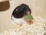 Madleen Goldhamster Hamsterhilfe Südwest Pflegestelle Bruchköbel