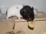 Madleen Goldhamster Hamsterhilfe Südwest Pflegestelle Bruchköbel