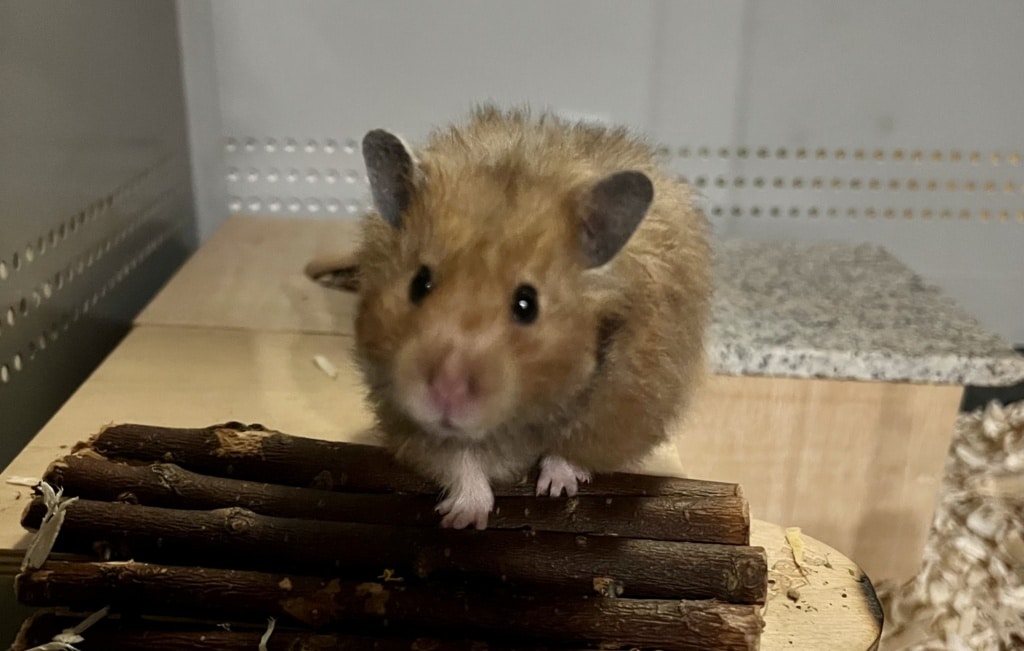 Hamsterhilfe Südwest Lovis