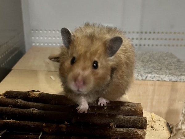 Hamsterhilfe Südwest Lovis