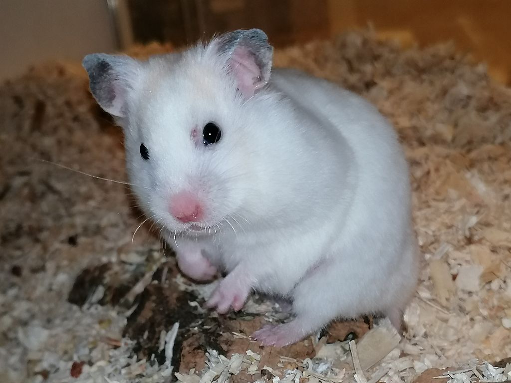 Hamsterhilfe Südwest
