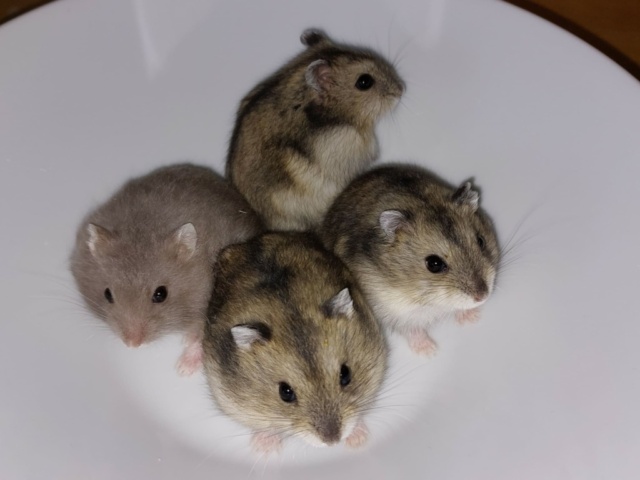Hamsterhilfe Südwest Zwerghamster