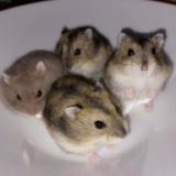 Hamsterhilfe Südwest Zwerghamster