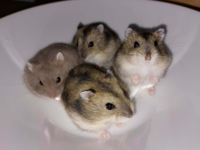 Hamsterhilfe Südwest Zwerghamster