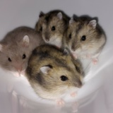 Hamsterhilfe Südwest Zwerghamster