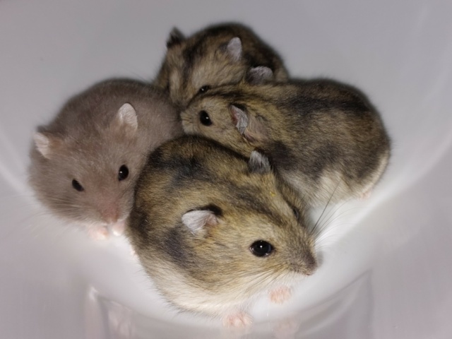 Hamsterhilfe Südwest Zwerghamster
