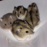 Hamsterhilfe Südwest Zwerghamster
