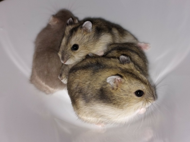 Hamsterhilfe Südwest Zwerghamster