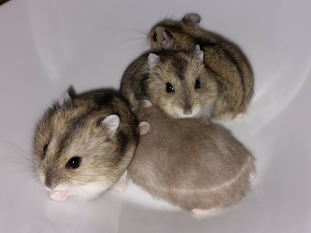 Hamsterhilfe Südwest Zwerghamster