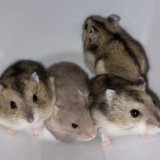 Hamsterhilfe Südwest Zwerghamster