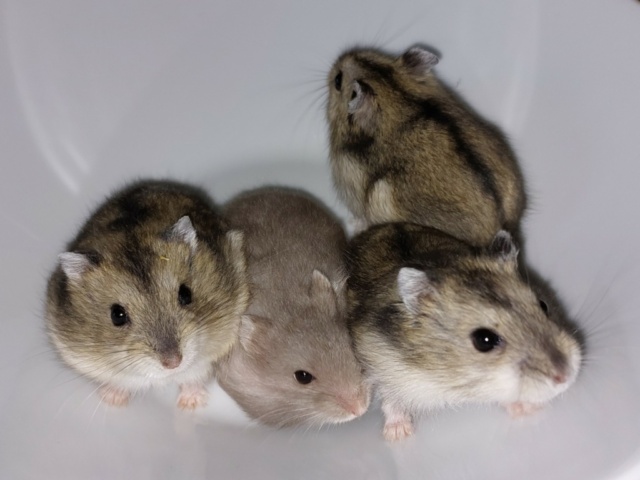 Hamsterhilfe Südwest Zwerghamster