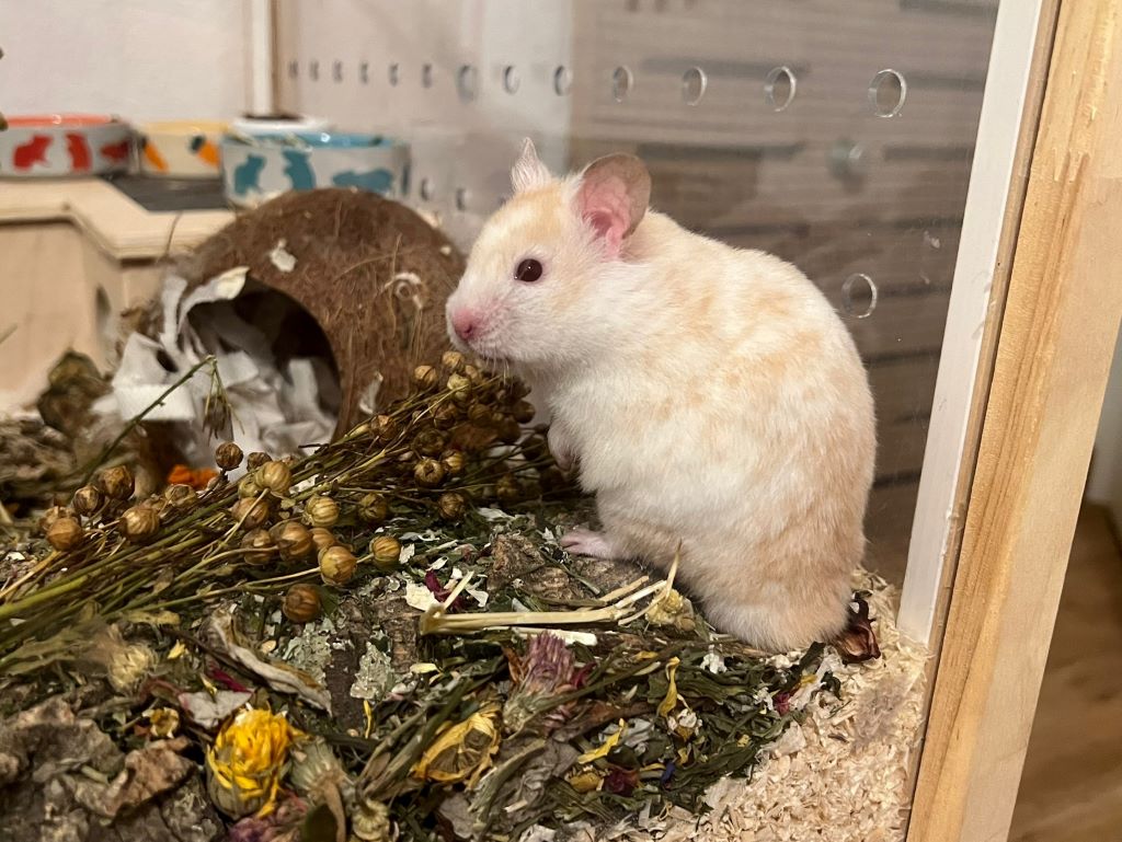 Goldhamster Hamsterhilfe Südwest