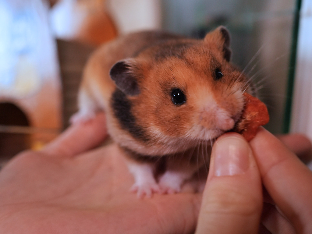 Hamsterhilfe Südwest Goldhamster