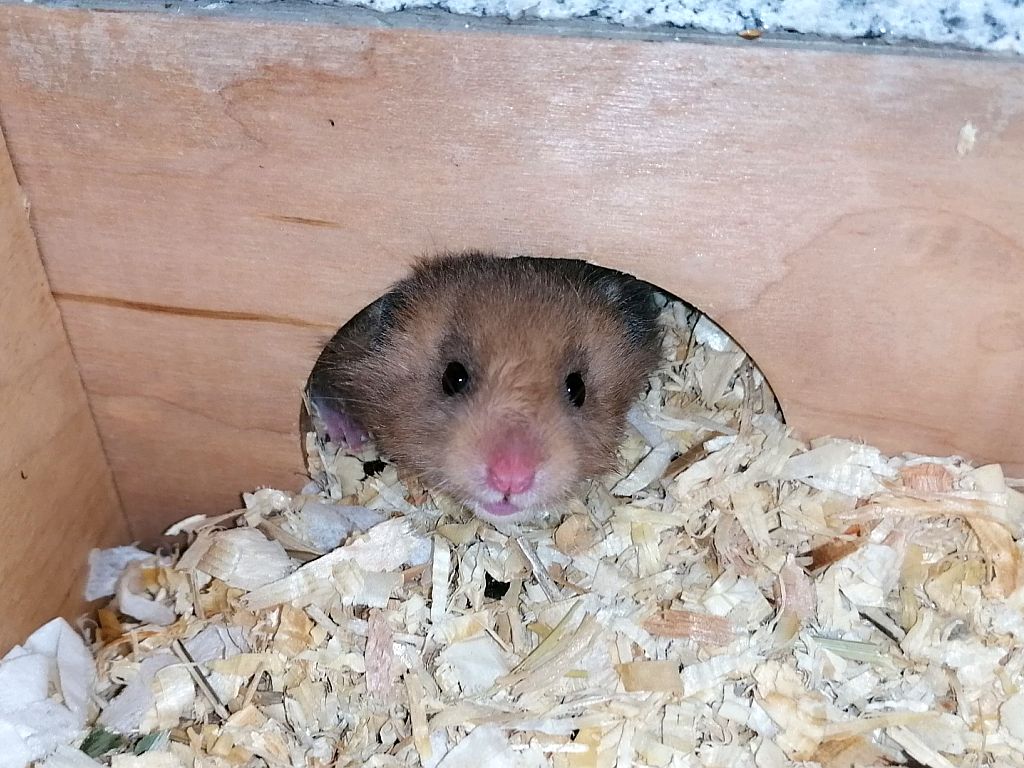 Hamsterhilfe Südwest