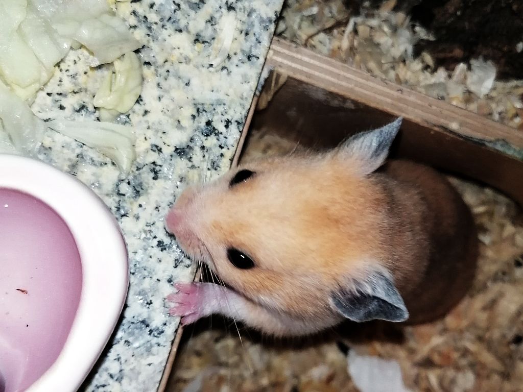 Hamsterhilfe Südwest