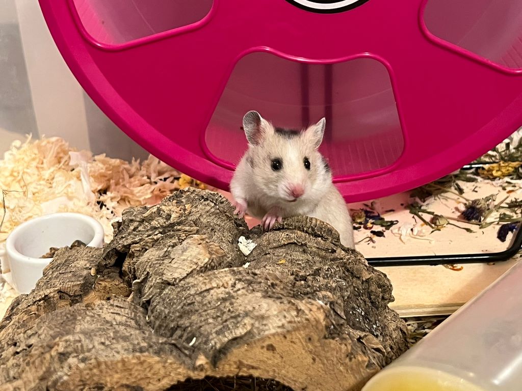 Goldhamster Hamsterhilfe Südwest