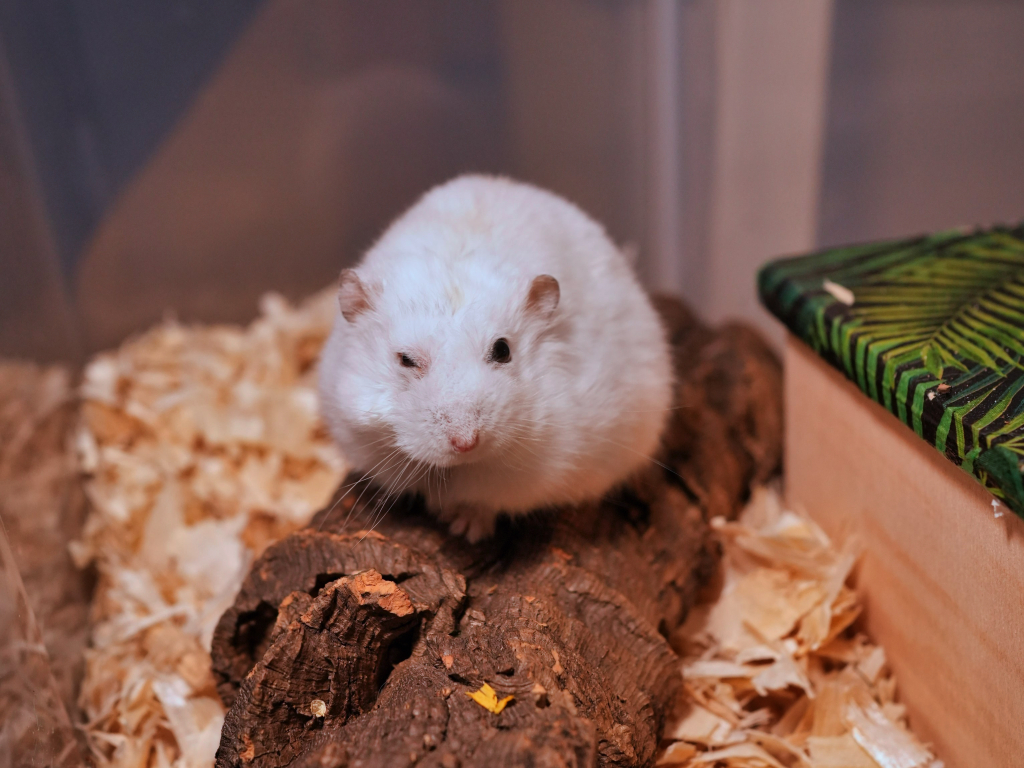 Hamsterhilfe Südwest Zwerghamster