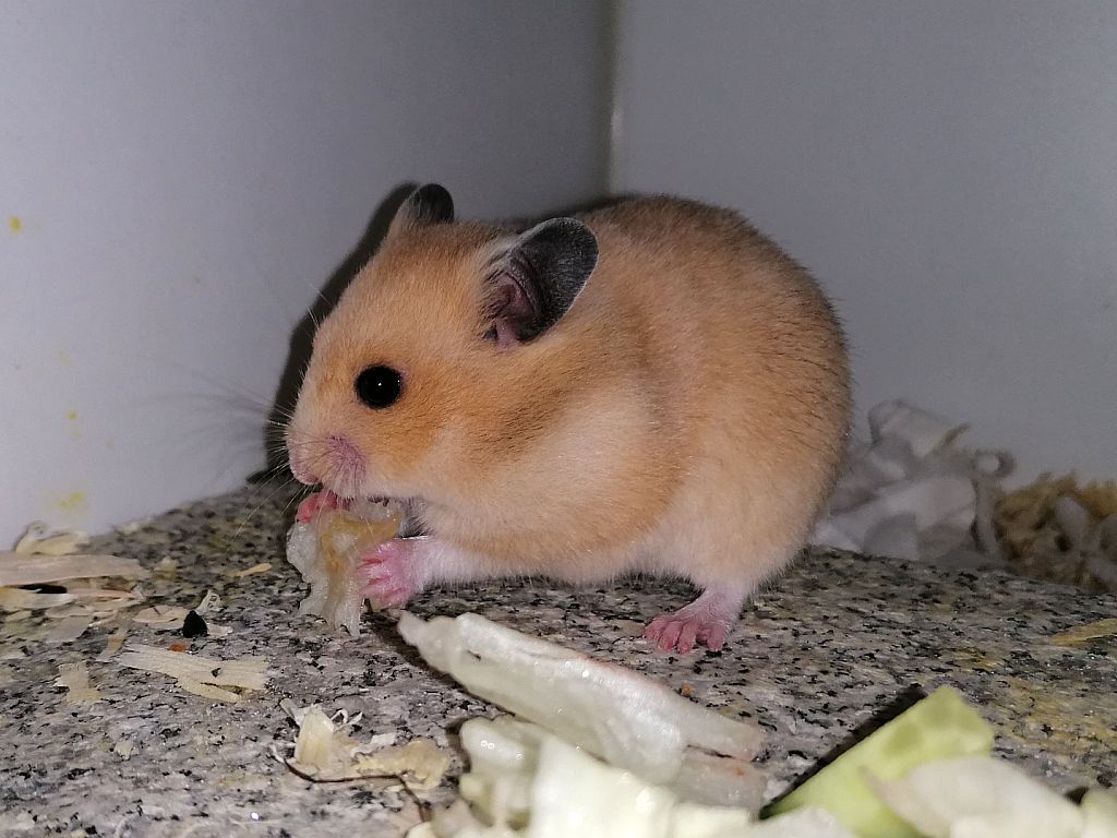 Hamsterhilfe Südwest