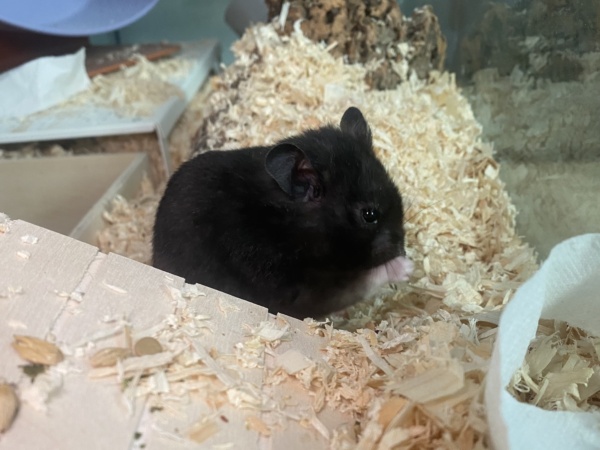 Hamsterhilfe Südwest Sadwyn