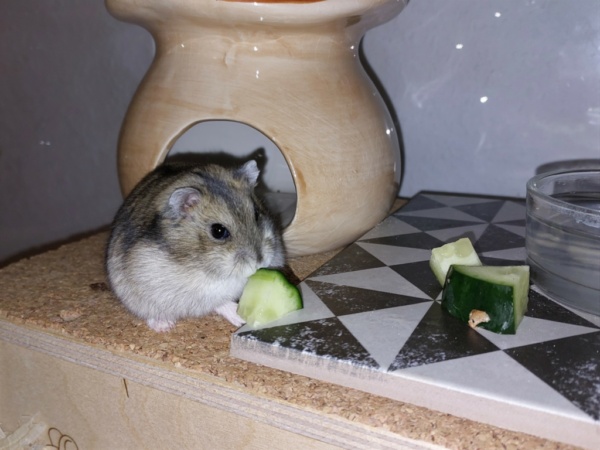 Zwerghamster Hamsterhilfe Südwest