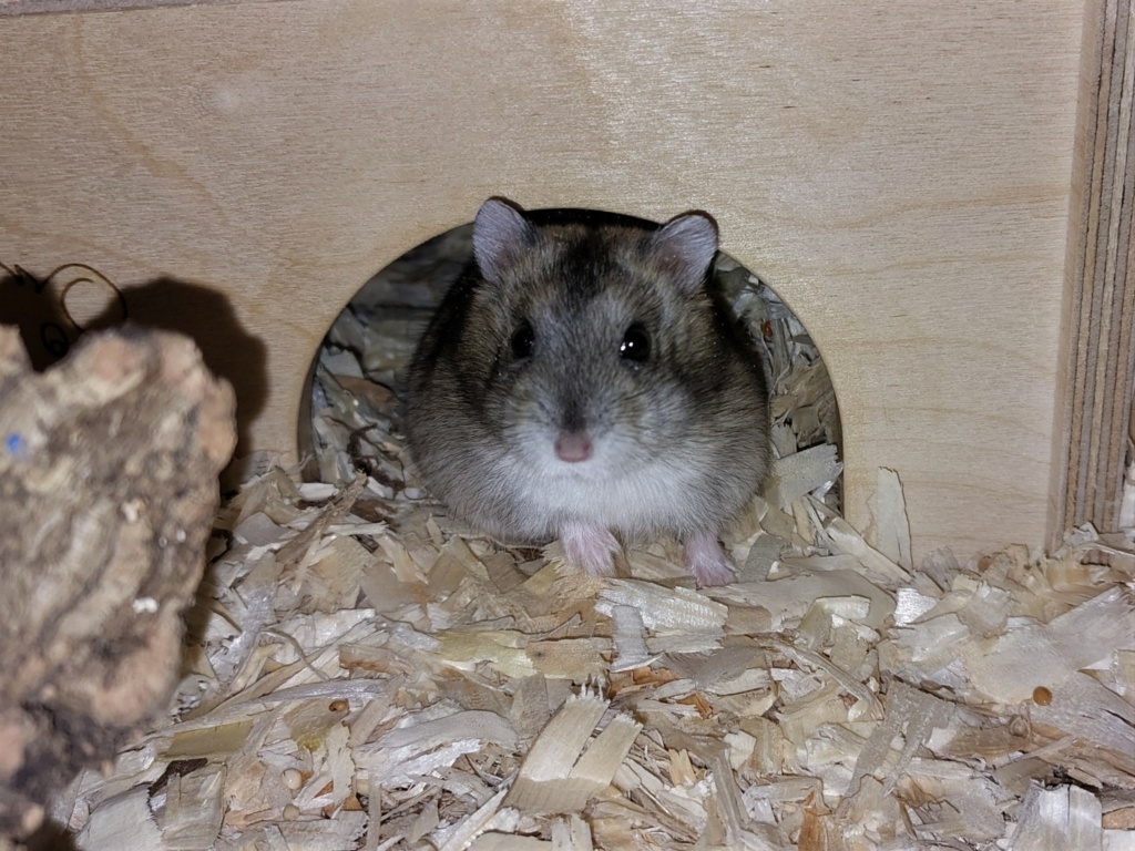 Zwerghamster Hamsterhilfe Südwest