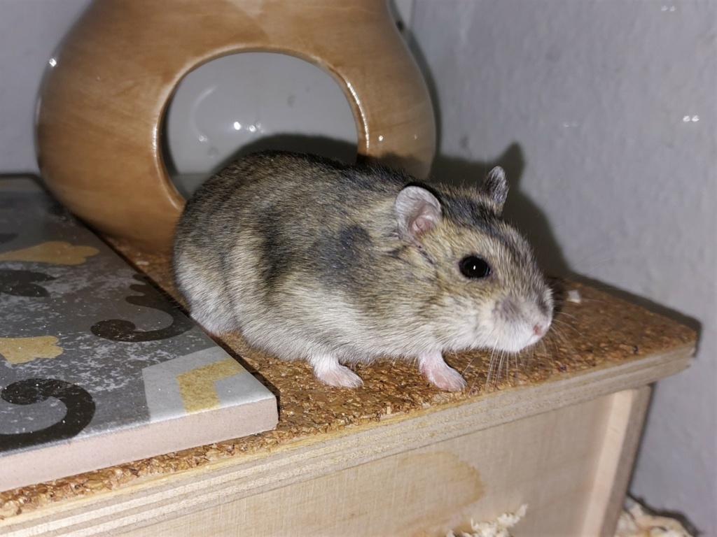 Zwerghamster Hamsterhilfe Südwest