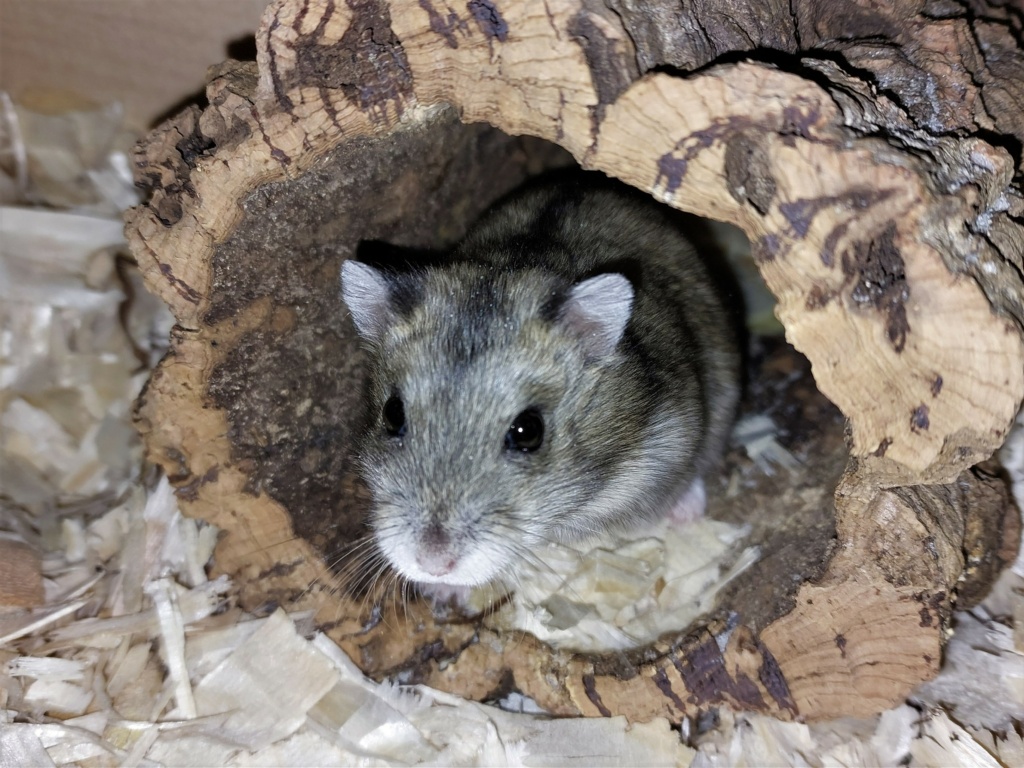 Zwerghamster Hamsterhilfe Südwest