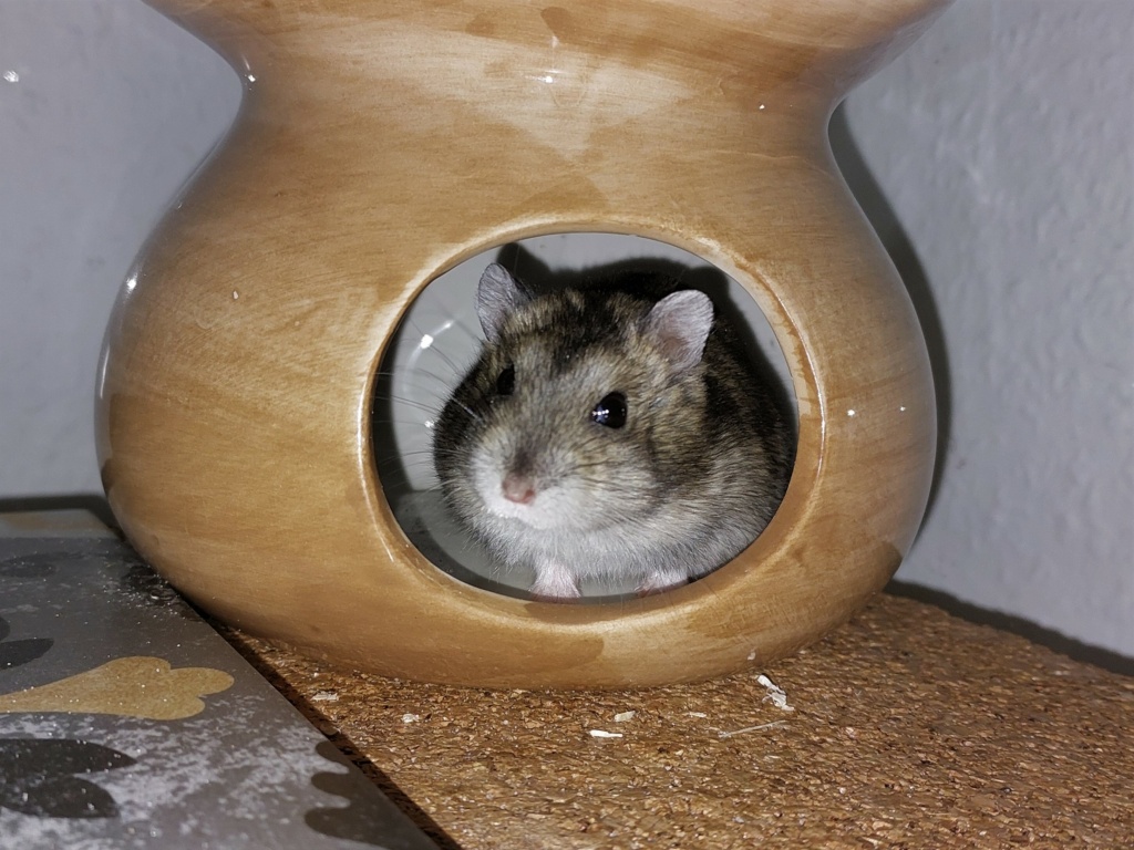 Zwerghamster Hamsterhilfe Südwest